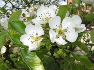 Biadoliny Radłowskie