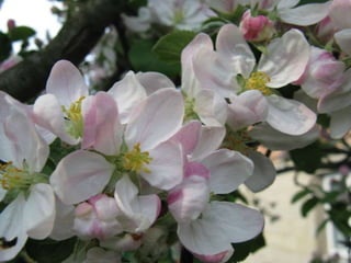 Biadoliny Radłowskie