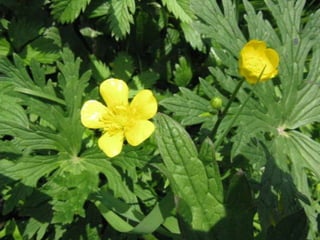 Biadoliny Radłowskie