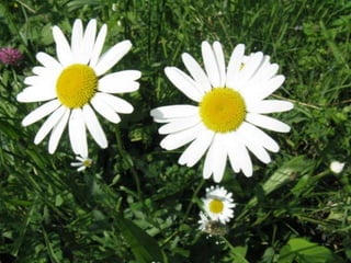 Biadoliny Radłowskie