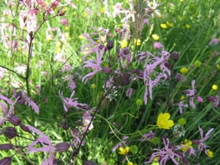 Biadoliny Radłowskie