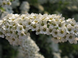 Biadoliny Radłowskie