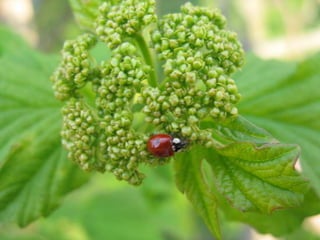 Biadoliny Radłowskie