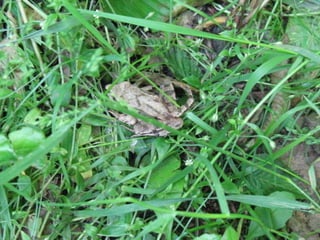 Biadoliny Radłowskie