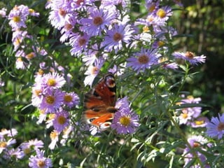 Biadoliny Radłowskie