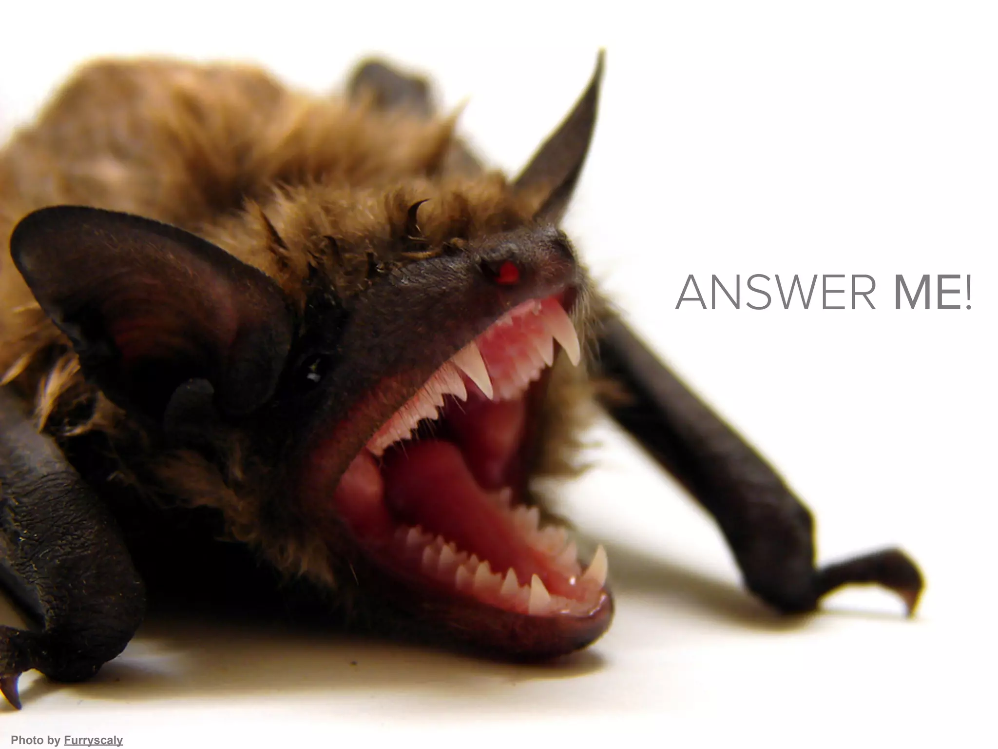 ANSWER ME!




Photo by Furryscaly
 