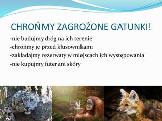 CHROŃMY ZAGROŻONE GATUNKI!
-nie budujmy dróg na ich terenie
-chrońmy je przed kłusownikami
-zakładajmy rezerwaty w miejscach ich występowania
-nie kupujmy futer ani skóry
 