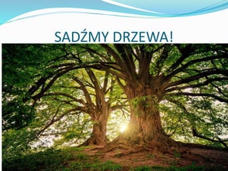 SADŹMY DRZEWA!
 