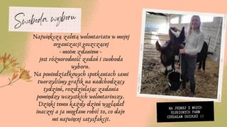 Największą zaletą wolontariatu w mojej
organizacji goszczącej
- moim zdaniem -
jest różnorodność zadań i swoboda
wyboru.
Na poniedziałkowych spotkaniach sami
tworzyliśmy grafik na nadchodzący
tydzień, rozdzielając zadania
pomiędzy wszystkich wolontariuszy.
Dzięki temu każdy dzień wyglądał
inaczej a ja mogłam robić to, co daje
mi najwięcej satysfakcji.
Swoboda wyboru
NA JEDNEJ Z MOICH
ULUBIONYCH FARM
CZESAŁAM OSIOŁKI :)
 