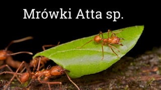 Mrówki Atta sp.
 