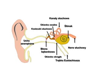 Ucho
zewnętrzne
Błona
bębenkowa
Okienko okrągłe
Trąbka Eustachiusza
Nerw słuchowy
Ślimak
Kanały słuchowe
Okienko owalne
Kosteczki słuchowe
 