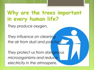 Why are the trees important
in every human life?
They produce oxygen.
They influence on cleaning
the air from dust and pollution.
They protect us from dangerous
microorganisms and reduce
electricity in the atmospere.
 