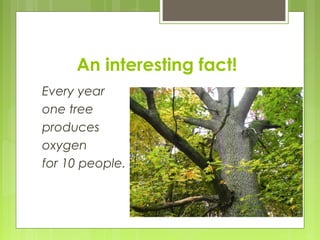 An interesting fact!
Every year
one tree
produces
oxygen
for 10 people.
 