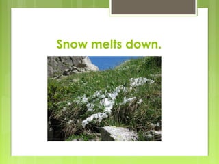 Snow melts down.
 