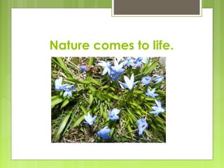 Nature comes to life.
 