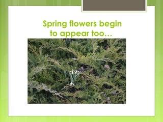 Spring flowers begin
to appear too…
 