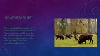 BIALOWIEZA FOREST 
forest complex located within the 
Polish and Belarus, distinguished by 
high natural values and history. In 
the Bialowieza Forest survived the 
last pieces of a primary forest. Here 
lives the largest free bison 
population in the world. 
 