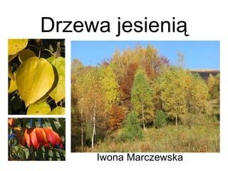 Drzewa jesienią Iwona Marczewska 