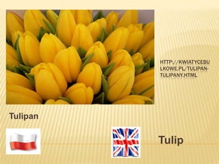 HTTP://KWIATYCEBU
LKOWE.PL/TULIPAN-
TULIPANY.HTML
Tulipan
Tulip
 