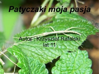 Patyczaki moja pasja Autor : Krzysztof Rafalski lat 11 