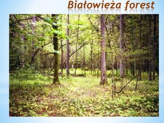 Białowieża forest
 