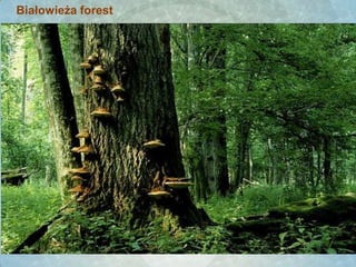 Białowieża forest
 