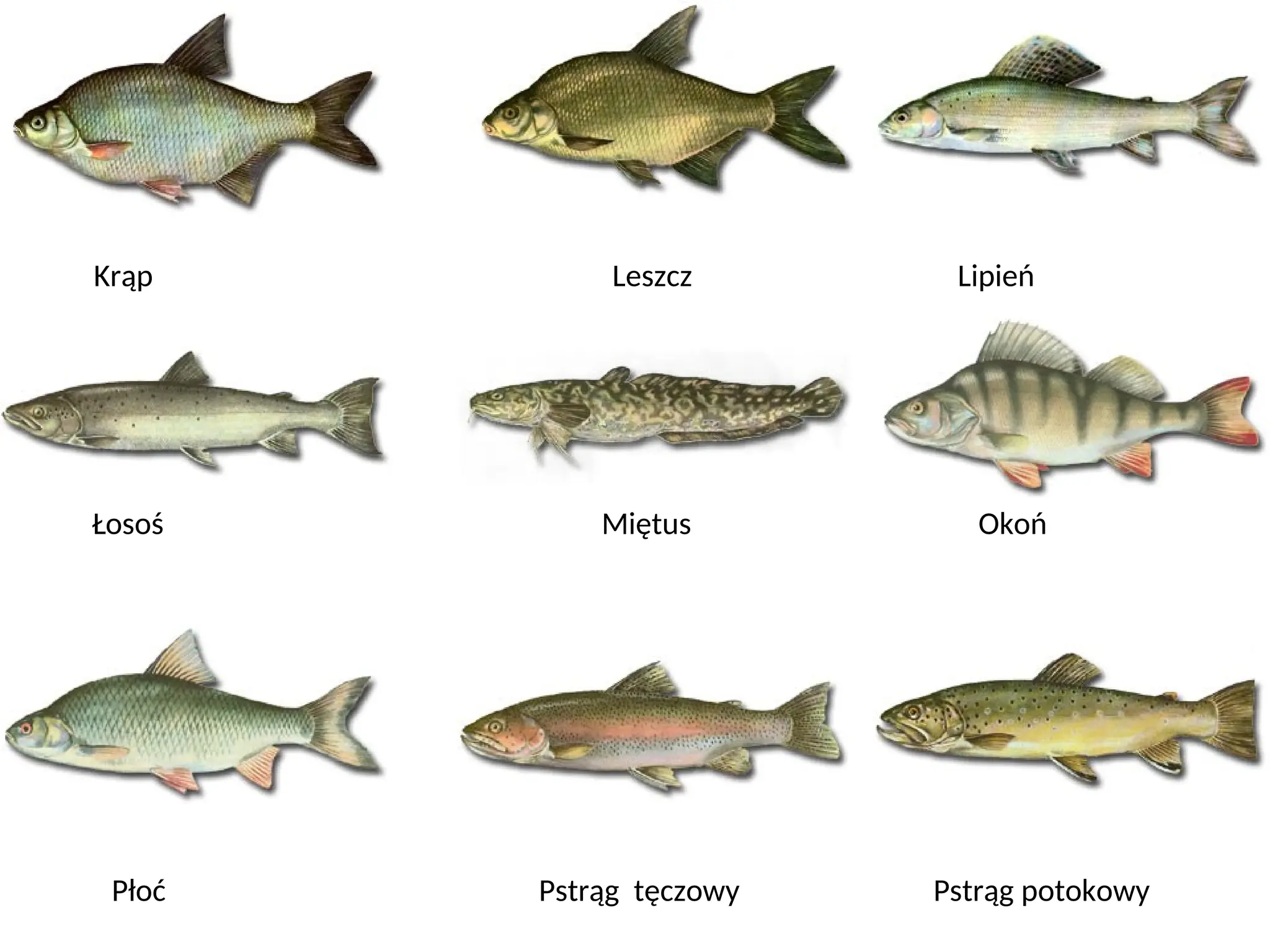 Czy dzis beda braly ryby 2