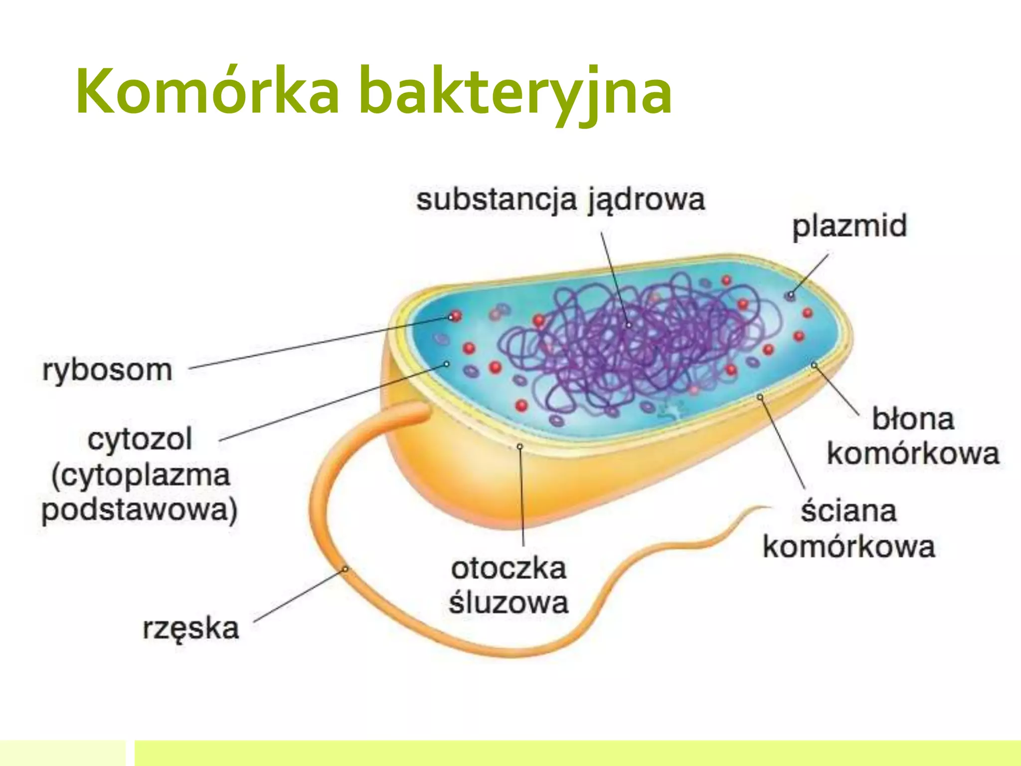 Komorka