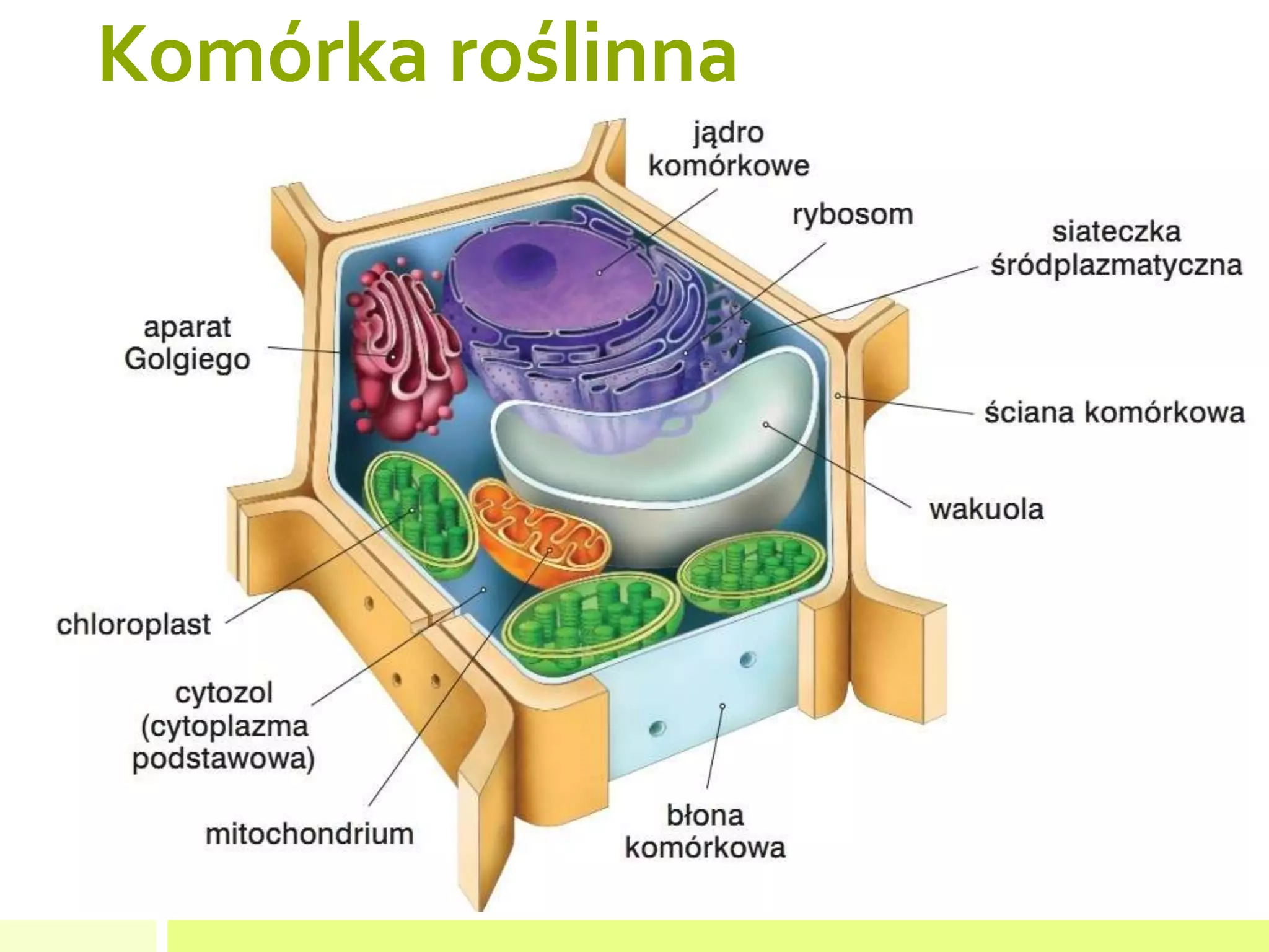 Porównanie Komórki Roślinnej I Zwierzęcej