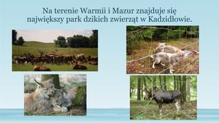 Na terenie Warmii i Mazur znajduje się
największy park dzikich zwierząt w Kadzidłowie.
 