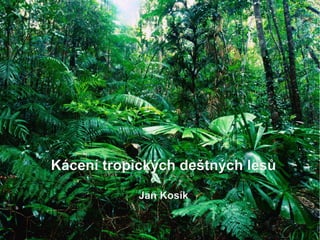 Kácení tropických deštných lesů
            Jan Kosík
 