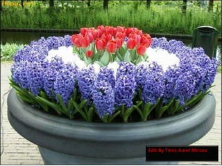 Edit By Timis Aurel Mircea
 