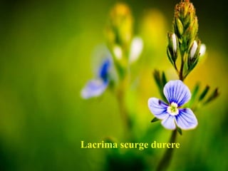 Lacrima scurge durere
 