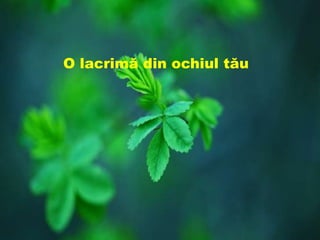 O lacrimă din ochiul tăuO lacrimă din ochiul tău
 