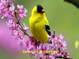 Se-adună într-o mare
 