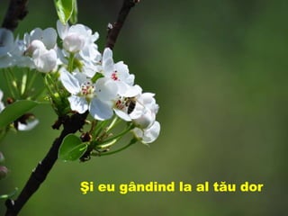 Şi eu gândind la al tău dor
 