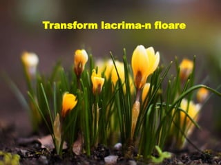 Transform lacrima-n floare
Transform lacrima-n floare
 