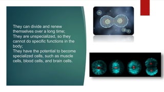 They can divide and renew
themselves over a long time;
They are unspecialized, so they
cannot do specific functions in the
body;
They have the potential to become
specialized cells, such as muscle
cells, blood cells, and brain cells.
 