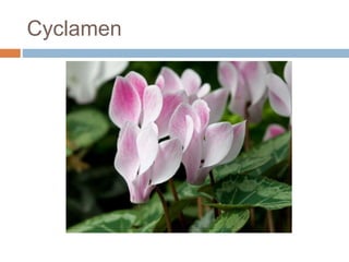 Cyclamen
