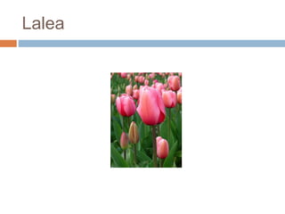 Lalea