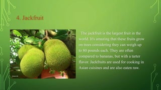 4. Jackfruit
The jackfruit is the largest fruit in the
world. It's amazing that these fruits grow
on trees considering they can weigh up
to 80 pounds each. They are often
compared to bananas, but with a tarter
flavor. Jackfruits are used for cooking in
Asian cuisines and are also eaten raw.
 