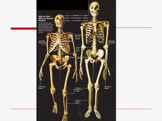    Australopithecus afarensis (A),
   А. Africanus (В)
   Homo Habilis (С),
   Нomo erectus (D),
   Neandertal (Е),
...