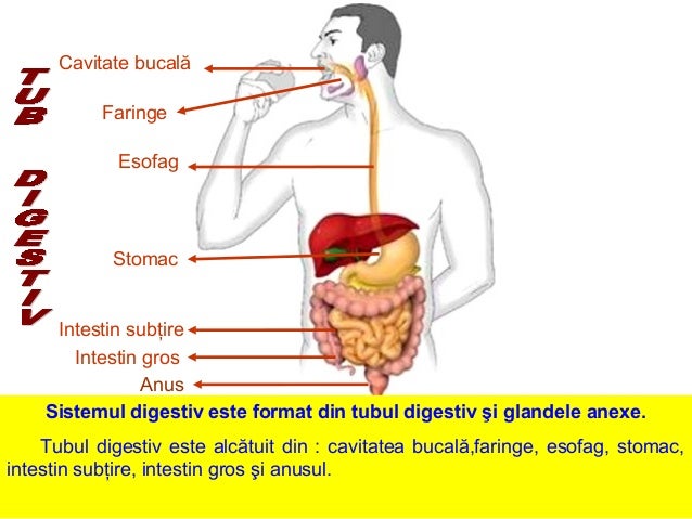 Sistemul Digestiv Prezentare Ppt
