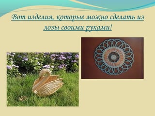 Вот изделия, которые можно сделать из
лозы своими руками!
 
