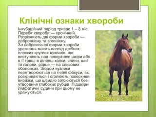 Клінічні ознаки хвороби
Інкубаційний період триває 1 – 3 міс.
Перебіг хвороби — хронічний.
Розрізняють дві форми хвороби —
доброякісну та злоякісну.
За доброякісної форми хвороби
ураження мають вигляд дрібних
плоских круглих вузликів, що
виступають над поверхнею шкіри або
в її товщі в ділянці холки, спини, шиї
та голови, рідше — на слизових
оболонках. Згодом вузлики
перетворюються на гнійні фокуси, які
розкриваються і оголюють поверхневі
виразки, що швидко загоюються без
утворення глибоких рубців. Підшкірні
лімфатичні судини при цьому не
уражуються.
 