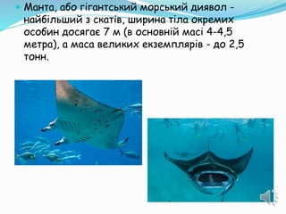  Манта, або гігантський морський диявол -
найбільший з скатів, ширина тіла окремих
особин досягає 7 м (в основній масі 4-4,5
метра), а маса великих екземплярів - до 2,5
тонн.
 