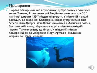  Поширення
 Широко поширений вид в тропічних, субтропічних і помірних
водах Тихого, Атлантичного й Індійського океанів між 35 °
північної широти і 35 ° південної широти. У північній півкулі
доходить до південної Каліфорнії, зрідка зустрічається біля
берегів Нью-Джерсі і Сан-Дієго; звичайний в Аденській затоці,
Бенгальській затоці, Червоному морі, в північно-західній
частині Тихого океану до Японії. У південній півкулі
поширений аж до узбережжя Перу, Уругваю, Південної
Африки та Нової Зеландії
 