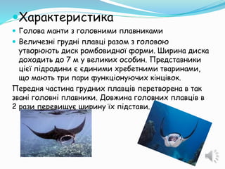 Характеристика
 Голова манти з головними плавниками
 Величезні грудні плавці разом з головою
утворюють диск ромбовидної форми. Ширина диска
доходить до 7 м у великих особин. Представники
цієї підродини є єдиними хребетними тваринами,
що мають три пари функціонуючих кінцівок.
Передня частина грудних плавців перетворена в так
звані головні плавники. Довжина головних плавців в
2 рази перевищує ширину їх підстави.
 