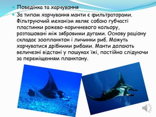  Поведінка та харчування
 За типом харчування манти є фильтраторами.
Фільтруючий механізм являє собою губчасті
пластинки рожево-коричневого кольору,
розташовані між зябровими дугами. Основу раціону
складає зоопланктон і личинки риб. Можуть
харчуватися дрібними рибами. Манти долають
величезні відстані у пошуках їжі, постійно слідуючи
за переміщенням планктону.
 