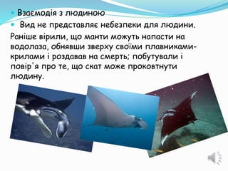  Взаємодія з людиною
 Вид не представляє небезпеки для людини.
Раніше вірили, що манти можуть напасти на
водолаза, обнявши зверху своїми плавниками-
крилами і роздавав на смерть; побутували і
повір'я про те, що скат може проковтнути
людину.
 